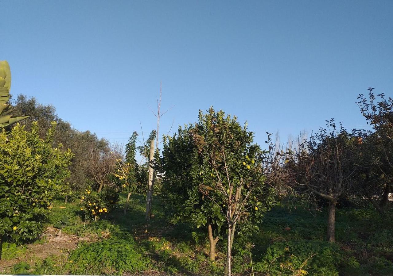 Greenside Of Sea Corujeira Dış mekan fotoğraf